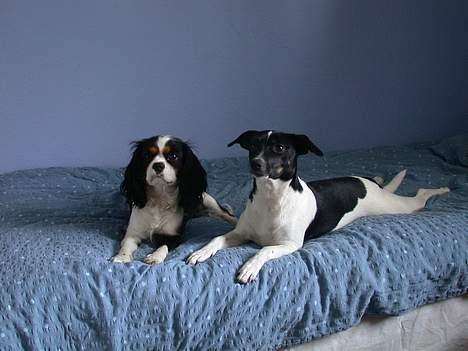 Cavalier king charles spaniel Birkedal's Mille - Mille og hendes rigtig gode veninde Puk, som også kan findes herinde! billede 16