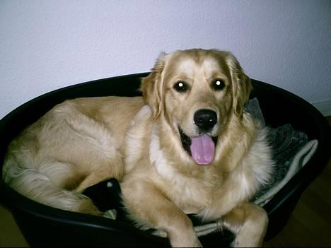 Golden retriever Snoop - der er ikke noget bedre end min dejlige kurv..... hmmm eller måske det bare var fordi jeg SKULLE lægge mig her......? billede 7