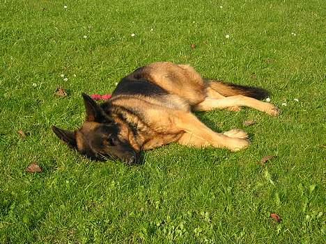 Schæferhund Bjørn billede 11