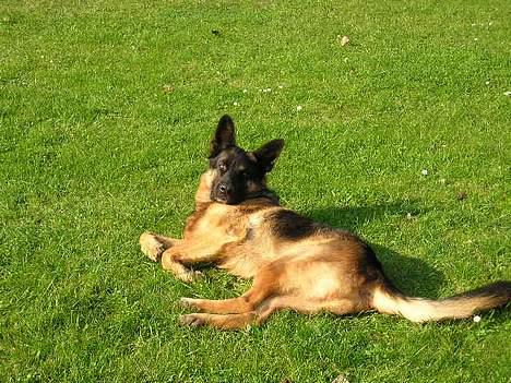 Schæferhund Bjørn billede 12