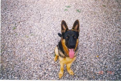 Schæferhund Bjørn billede 13