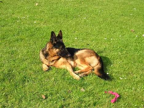 Schæferhund Bjørn billede 14