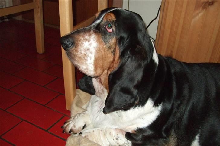 Basset hound Basse billede 2