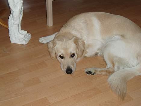 Golden retriever Buller billede 15