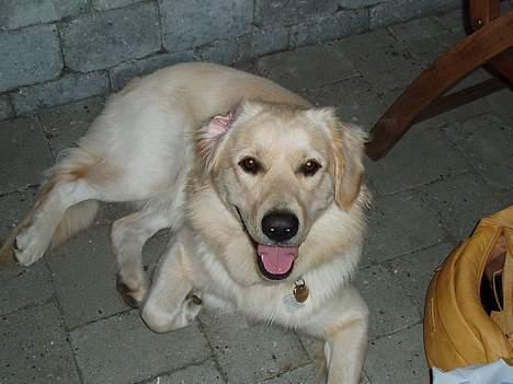 Golden retriever Buller billede 16