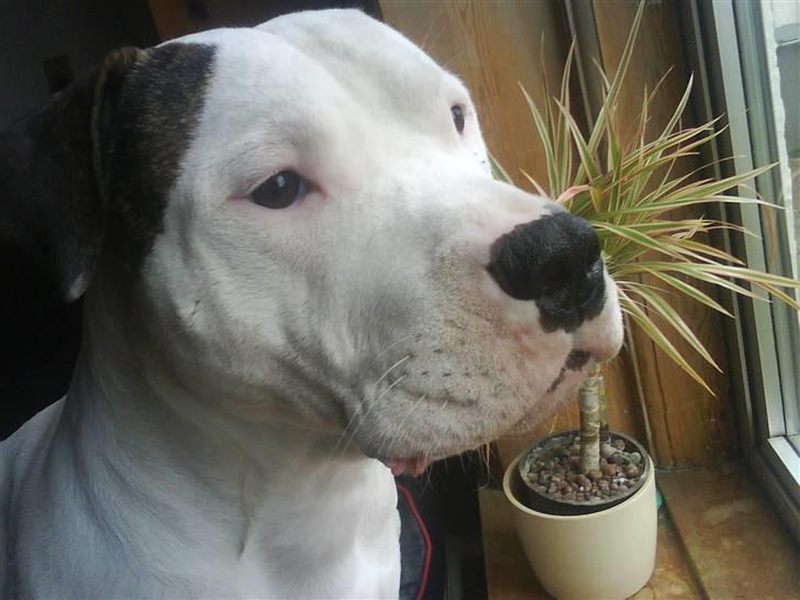 Amerikansk bulldog Staff-dog's Hector - Hector Drengen :D billede 1