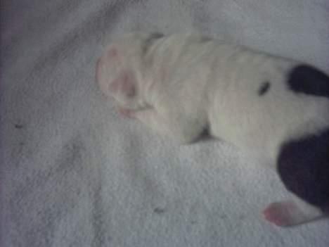 Amerikansk bulldog Staff-dog's Hector - Hector 3 dage gammel billede 2