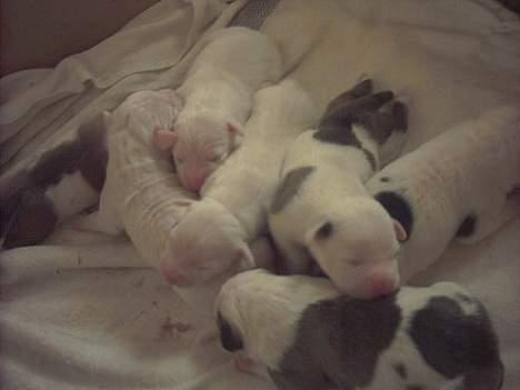 Amerikansk bulldog Staff-dog's Hector - Hector sammen med alle de andre hvalpe fra kuldet.. =) billede 3