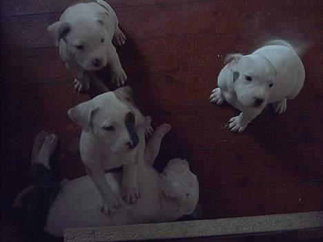 Amerikansk bulldog Staff-dog's Hector - Hector der bliver trådt på =) sammen med Zia (er os herinde) Rolex og Tyke! 4 uger gamle billede 4