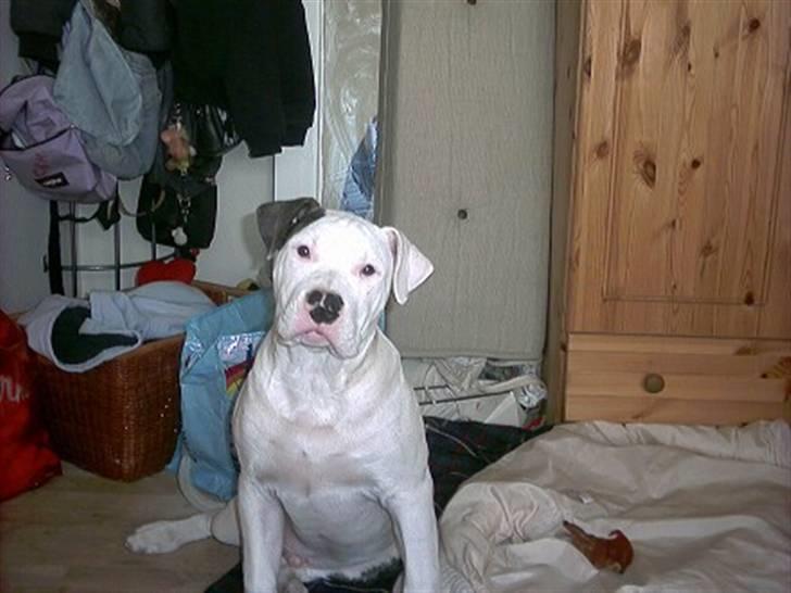 Amerikansk bulldog Staff-dog's Hector billede 5