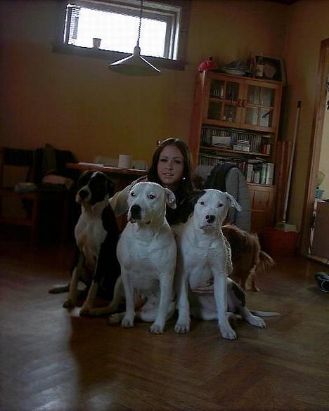 Amerikansk bulldog Staff-dog's Hector billede 6