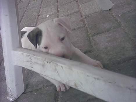 Amerikansk bulldog Staff-dog's Hector billede 7