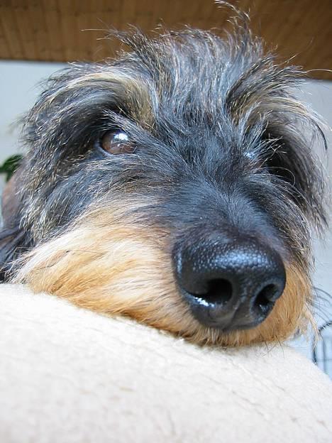 Gravhund Søkrogens Rafiki RIP - Venter på far.....Suk.... ventetiden er så lang... billede 16