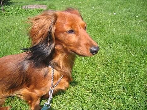 Gravhund Musch aka terroristen - Hun er sgu en flot hund :) billede 1