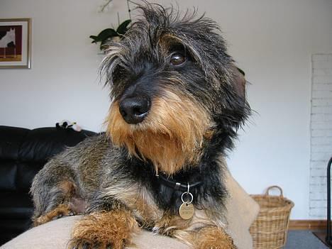 Gravhund Søkrogens Rafiki RIP - FØR   Smukke langhårede Rafih billede 18