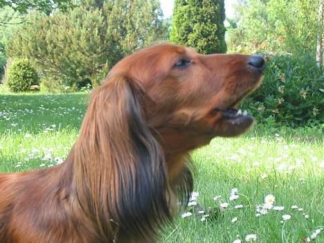 Gravhund Musch aka terroristen - Vov vov billede 2