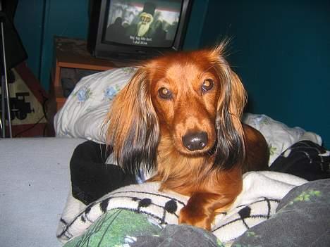 Gravhund Musch aka terroristen - Jaaa hun stirer billede 3