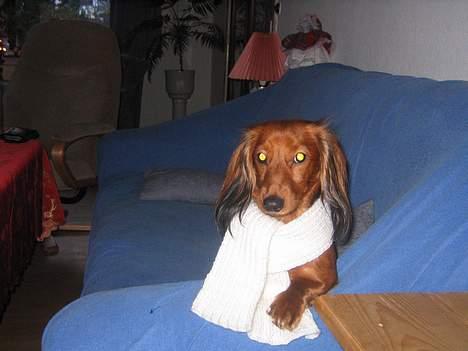 Gravhund Musch aka terroristen - Julen nærmer sig, nyt halstørklæde :) billede 4