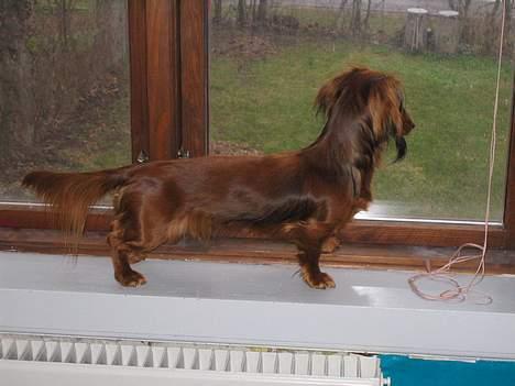 Gravhund Musch aka terroristen - Så skal verden belures lidt :) billede 5