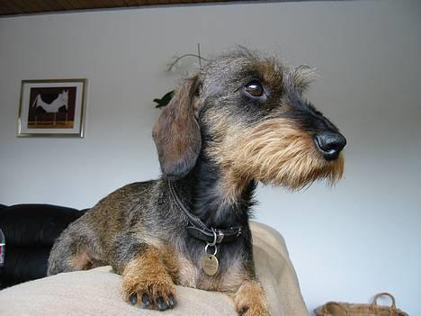 Gravhund Søkrogens Rafiki RIP - EFTER Smukke nytrimmede Rafih billede 19