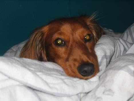 Gravhund Musch aka terroristen - Powernab billede 6