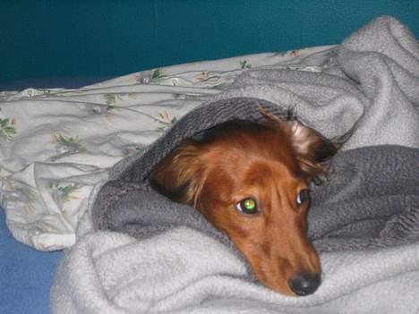 Gravhund Musch aka terroristen - Nedtrykt hund, mor er ikke hjemme, morsyg hund !!! billede 7