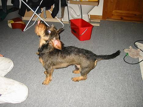 Gravhund Søkrogens Rafiki RIP - Fjolle hund... billede 20