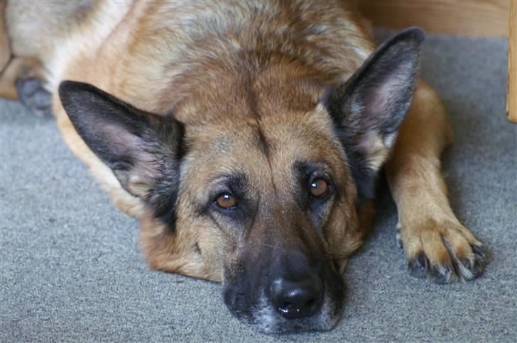 Schæferhund Kefas Grace - Uh jeg er en smule træt NYT billede 1