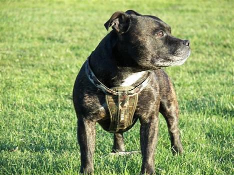 Staffordshire bull terrier R.I.P.: (Engelsk) DKCH, SUCH Taz - *Nyt* billede 14
