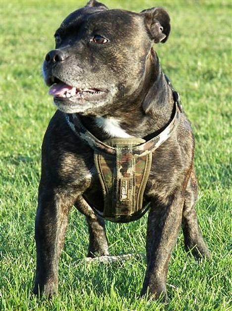 Staffordshire bull terrier R.I.P.: (Engelsk) DKCH, SUCH Taz - *Nyt*  billede 15