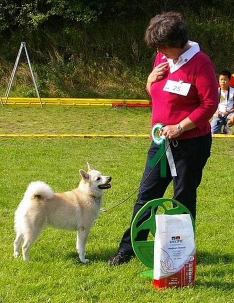 Norsk buhund Gloria - 4. bedste unghund på udstillingen i Basballe den 19/8-2006 billede 16