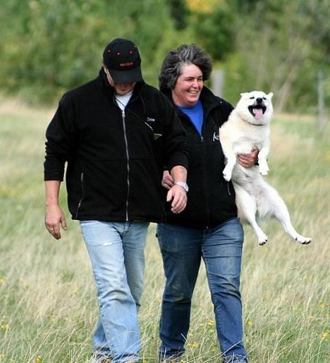 Norsk buhund Gloria - Det kan somme tider være praktisk når hunden ikke er for stor ;o) billede 18
