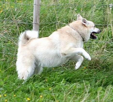 Norsk buhund Gloria - Fuld fart over feltet   billede 19