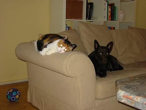 Australsk kelpie Clara - Sille hedder katten jeg bor samme med billede 10