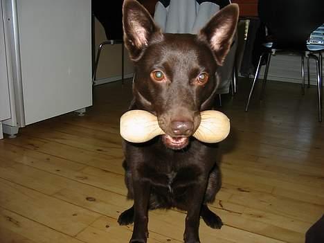 Australsk kelpie Clara - Apport er en anden øvelse jeg kan... billede 11