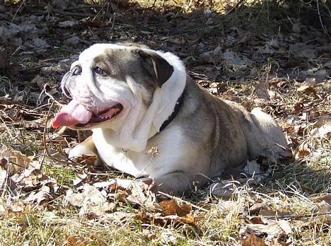 Engelsk bulldog Cæsar  - 14/4-06 billede 13