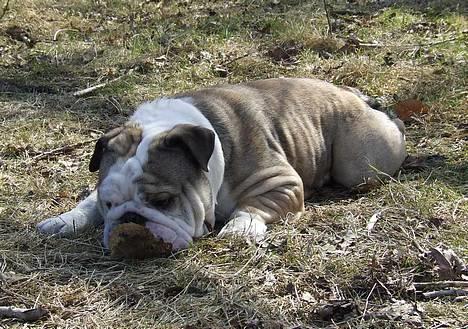 Engelsk bulldog Cæsar  billede 16