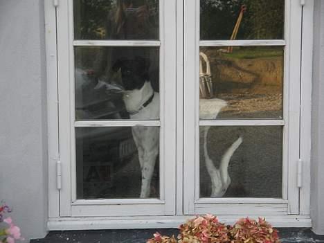 Dansk svensk gaardhund Nanna - Jeg vil meeed billede 4