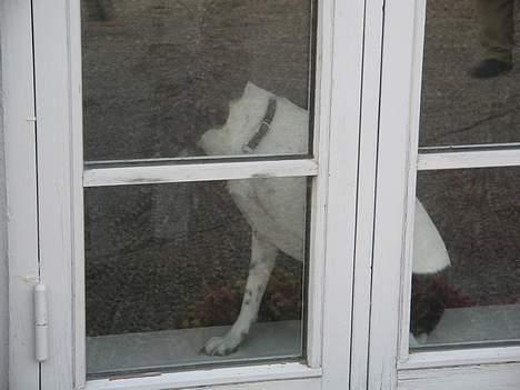 Dansk svensk gaardhund Nanna - Lad mig nu komme med, please billede 5