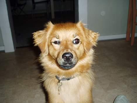 Blanding af racer Mille - Gangster - Mille... :-) billede 16