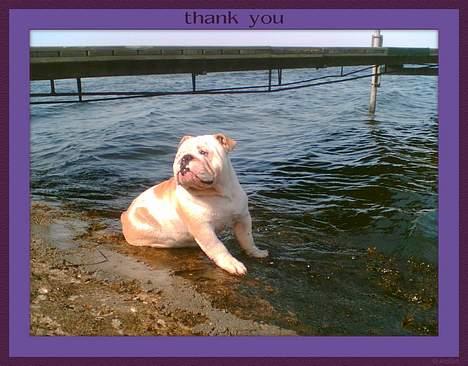 Engelsk bulldog Rambo Millefiori - Hva, må jeg godt hoppe i? -Jeg gør mig lige klar......... billede 8