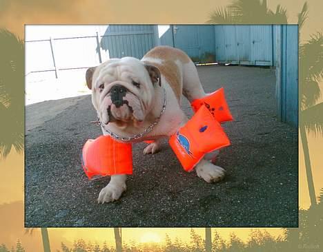 Engelsk bulldog Rambo Millefiori - Så skal der bades........................ Super-dooog!!! billede 9