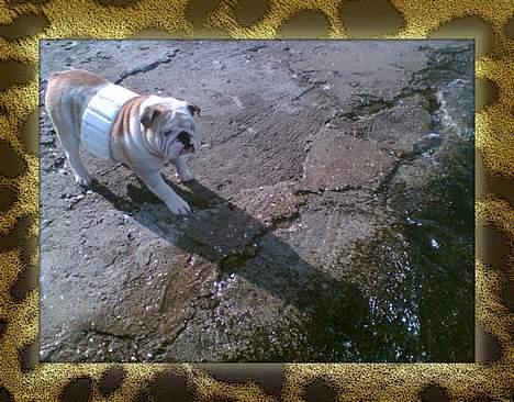 Engelsk bulldog Rambo Millefiori - Nåhhh, er det sådan en jeg skal have på?! billede 10