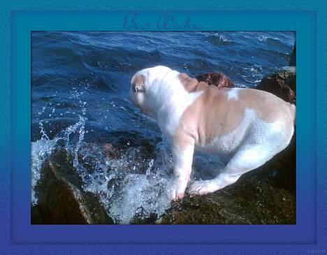 Engelsk bulldog Rambo Millefiori - Nu vil jeg bare nyde udsigten... billede 11