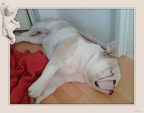 Engelsk bulldog Rambo Millefiori - Nu drømmer jeg om en fransk bulldog-samtidig med jeg er ude og flyve med Dumbo... billede 12