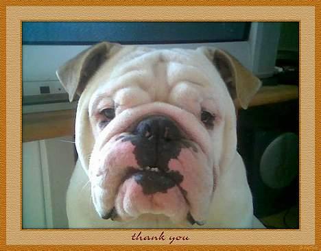 Engelsk bulldog Rambo Millefiori - Halloooo??? Er der nogen...???!!! billede 13