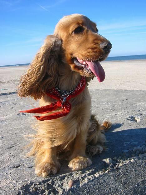 Cocker spaniel Penlope - *nyt* Uha det blæser billede 19