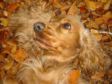Cocker spaniel Penlope - *nyt* Jeg lader lige som om jeg er et blad... så finder mor mig ikke! billede 20
