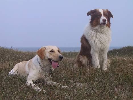 Australian shepherd Dreamcatchers' Spiced Rum - Elvis - På stranden med veninden Laika billede 7