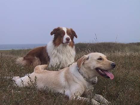 Australian shepherd Dreamcatchers' Spiced Rum - Elvis - Stadig på stranden, sammen med Laika billede 8